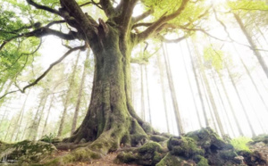 Le légendaire hêtre de Ponthus terrassé par la tempête Ciaran