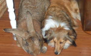 Le lapin mieux en photo qu'en pension!