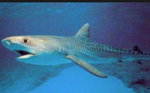 Un requin tigre de plus de trois mètres prélevé ce lundi