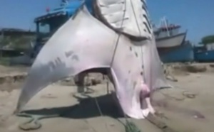 Monstre marin: Une raie de plus de 8 mètres