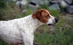 Sept chiens de chasse exécutés froidement au fusil 