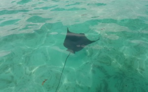 Les raies sont-elles dangereuses pour les baigneurs?