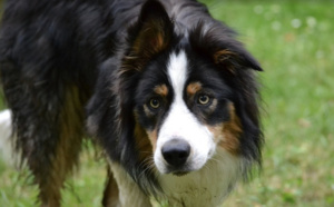 Les Français fidèles à leurs chiens préférés