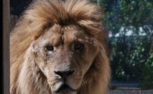Horreur sous le chapiteau : des lions mutilés et maltraités