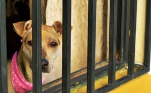 Horreur en Australie : un homme accusé de viols et torture sur animaux