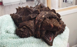 Une redoutable tortue Alligator retrouvée en Angleterre