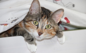 Témoignage : " Mon chat, l'amour de ma vie "