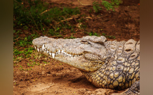 Une fillette crève les yeux d'un crocodile pour sauver son amie 