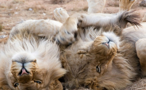 Controverse au Kenya après l'accouplement de deux lions mâles