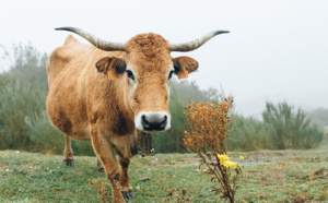 Une joggeuse se fait encorner par une vache
