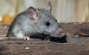 Des rats sous l'emprise de cannabis à la Nouvelle Orléans