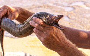 Une anguille de 30 cm lui rentre dans l'anus, il est obligé de se faire opérer