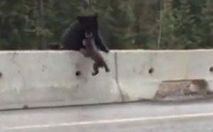 Elle sauve son petit tombé sur l'autoroute...