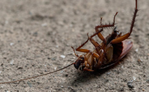 Incident médical insolite au Honduras : un cafard découvert dans le vagin d'une patiente