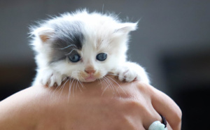 Horreur en Aveyron : un adolescent se filme en jetant des chatons d'un pont