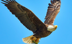Savoie : un parapentiste souffre de 50 plaies après avoir été attaqué par un aigle royal en plein vol
