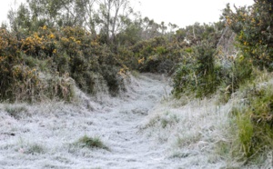 De la "neige" à la Plaine des Cafres?