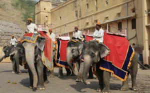 Un éléphant battu piétine son dresseur
