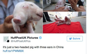Un porcelet à 2 têtes à Tianjin