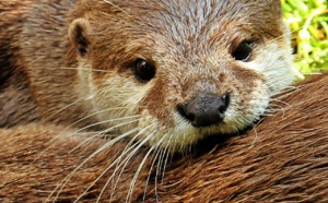 Courage maternel : une mère sauve son enfant des griffes d'une loutre sauvage