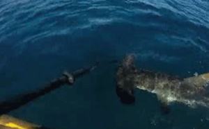 Attaque d'un requin marteau sur un kayakiste