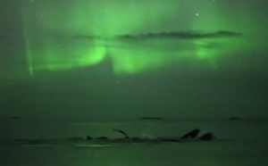 Une video incroyable: un groupe de baleines sous des aurores boréales!