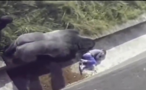 Un gorille incroyable face à un enfant inconscient