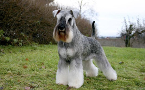 Une femme noie son chien dans un aéroport après un refus d'embarquement