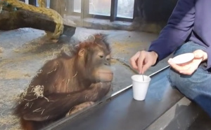 Le singe et le tour de magie