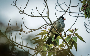 La faune de la Réunion tout simplement magnifique