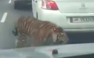 Un tigre en liberté dans les rues de Doha