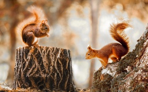 Un adolescent tué par balle lors d’une chasse à l’écureuil
