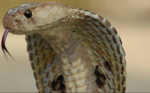 Une pop-star indonésienne meurt sur scène mordue par un cobra