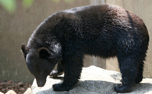 Sa montre GPS révèle l’horreur : un randonneur dévoré par un ours à Hokkaido