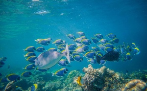 Ciguatera : cette intoxication méconnue qui se cache dans certains poissons