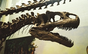 En Thaïlande, des scientifiques découvrent un dinosaure géant surnommé “le dernier titan”