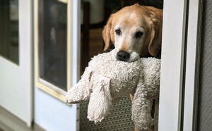 Californie : en plein cambriolage, le chien de la maison apporte ses jouets à l’intrus
