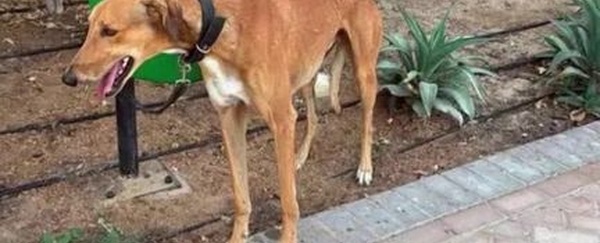 Chiens et chats laissés derrière : la controverse autour des abandons d’animaux à Dubaï