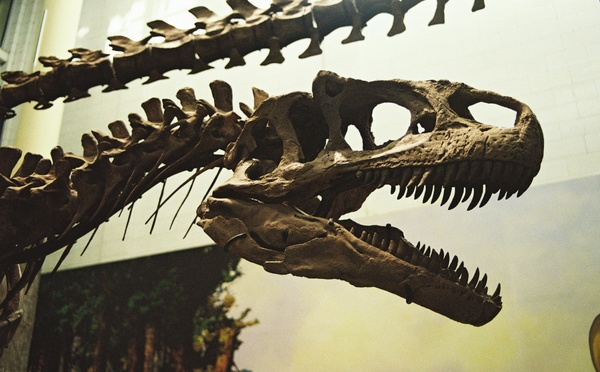 En Thaïlande, des scientifiques découvrent un dinosaure géant surnommé “le dernier titan”