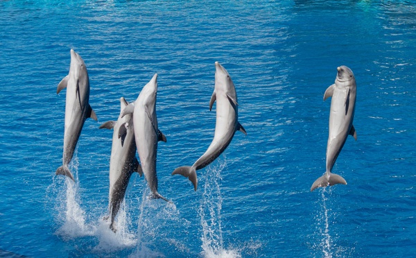 Les dauphins de Marineland dans l'incertitude : Beauval pourrait renoncer à les accueillir