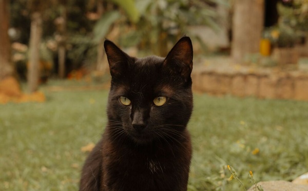 Vacances annulées pour retrouver Chanel : une famille campe depuis plus de dix jours près de l’A43 pour chercher sa chatte