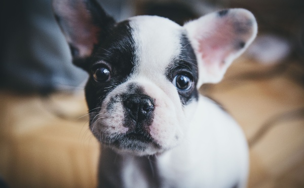 Trafic de chiots sur Internet : derrière les annonces attendrissantes, un commerce clandestin très lucratif