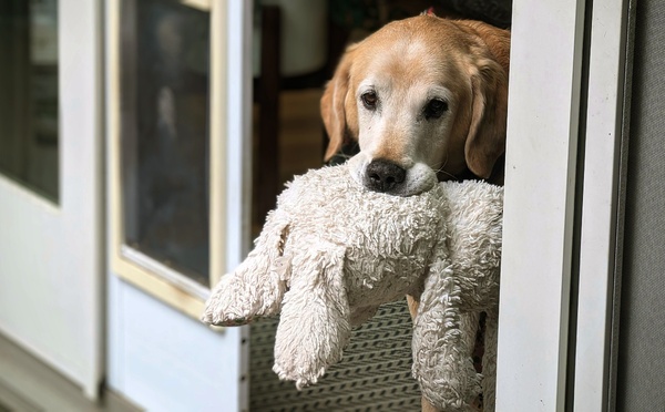 Californie : en plein cambriolage, le chien de la maison apporte ses jouets à l’intrus