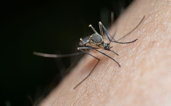 Virus West Nile : trois morts et des cas en forte hausse en Île-de-France