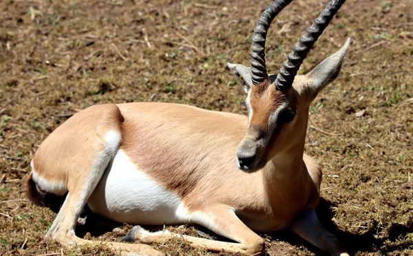 Quatre gazelles dorcas naissent au zoo d’Amiens, une première en France
