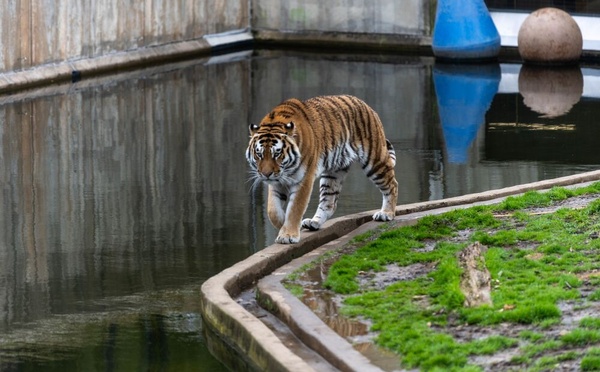 Drame dans un zoo anglais : un homme tué après être entré dans l’enclos des tigres