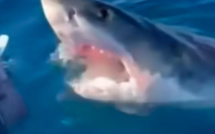 Une famille attaquée par un grand requin blanc: ils filment la scène !