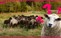 Phénomène mystérieux : un troupeau de moutons tourne en rond depuis 20 jours