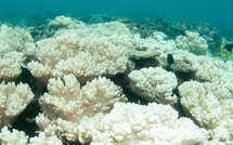 Blanchissement des coraux : l’alerte silencieuse venue des océans