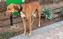 Chiens et chats laissés derrière : la controverse autour des abandons d’animaux à Dubaï